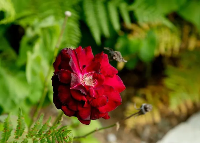 Penzion Borealis Koman